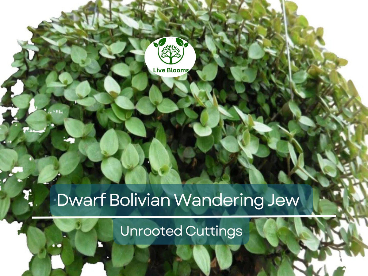 20 Unrooted Cuttings Dwarf Bolivian Wandering Jew Tradescantia Minima Callisia Repens Easy Grow Indoor Plant