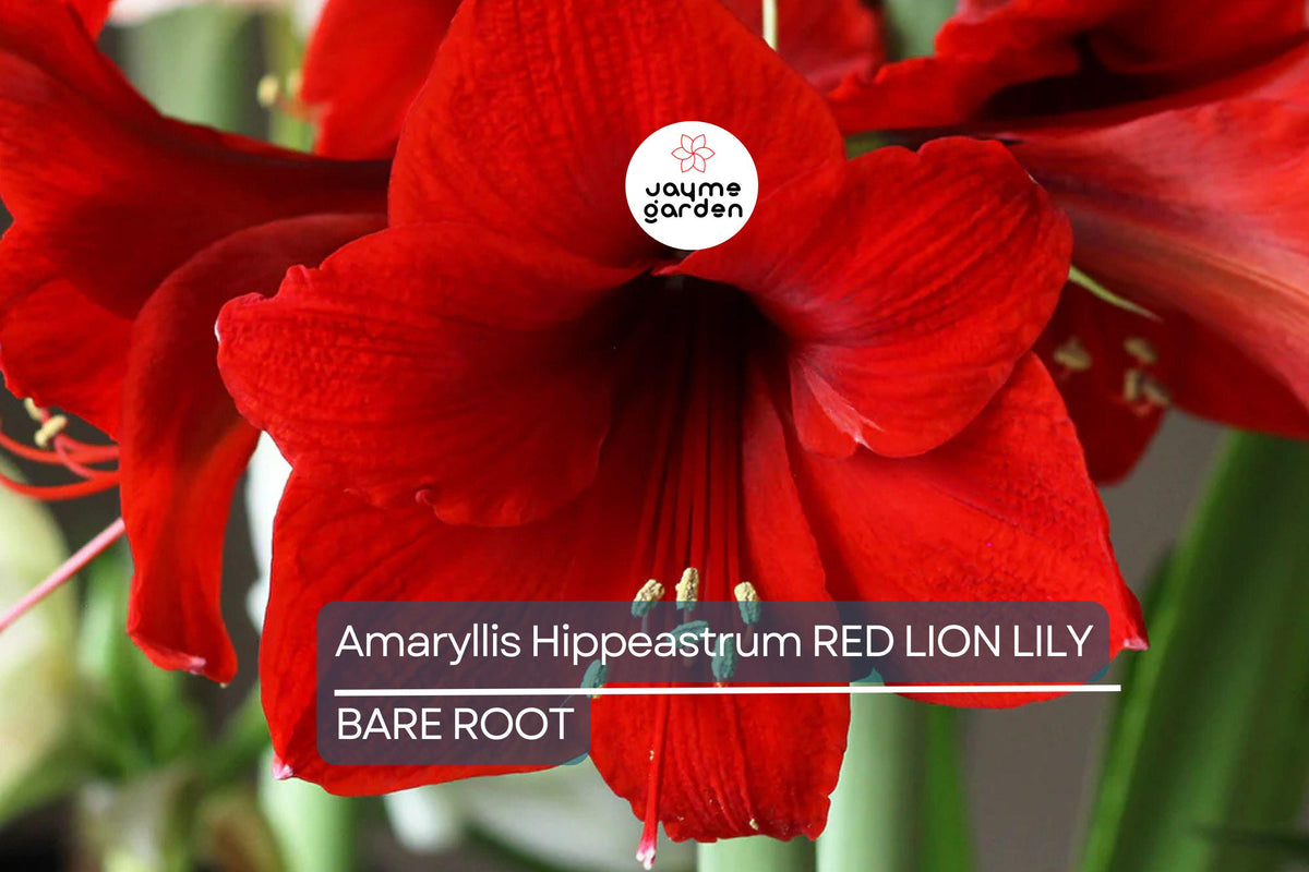 Amaryllis Bulb, Red Lion Variety, Large Red Blooms, Hippeastrum spp., Easy to Grow Indoor/Outdoor, Holiday Flower Gift, USDA Zones 8-11