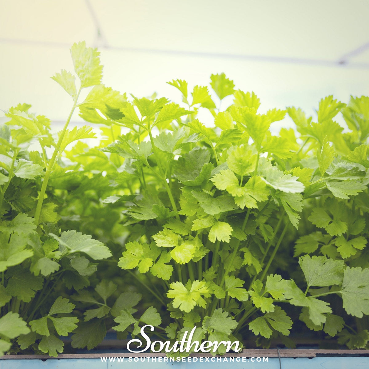 Cutting Celery Seeds - 200 Count - Fresh Culinary Herb - Apium graveolens