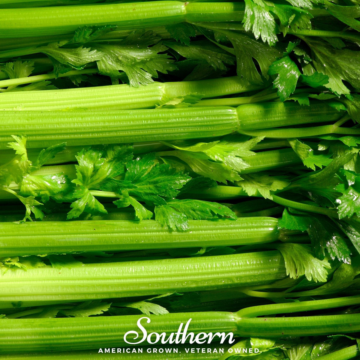 Tendercrisp Celery Seeds - 300 Count - Non-GMO, Organic Celery Seeds - Apium graveolens