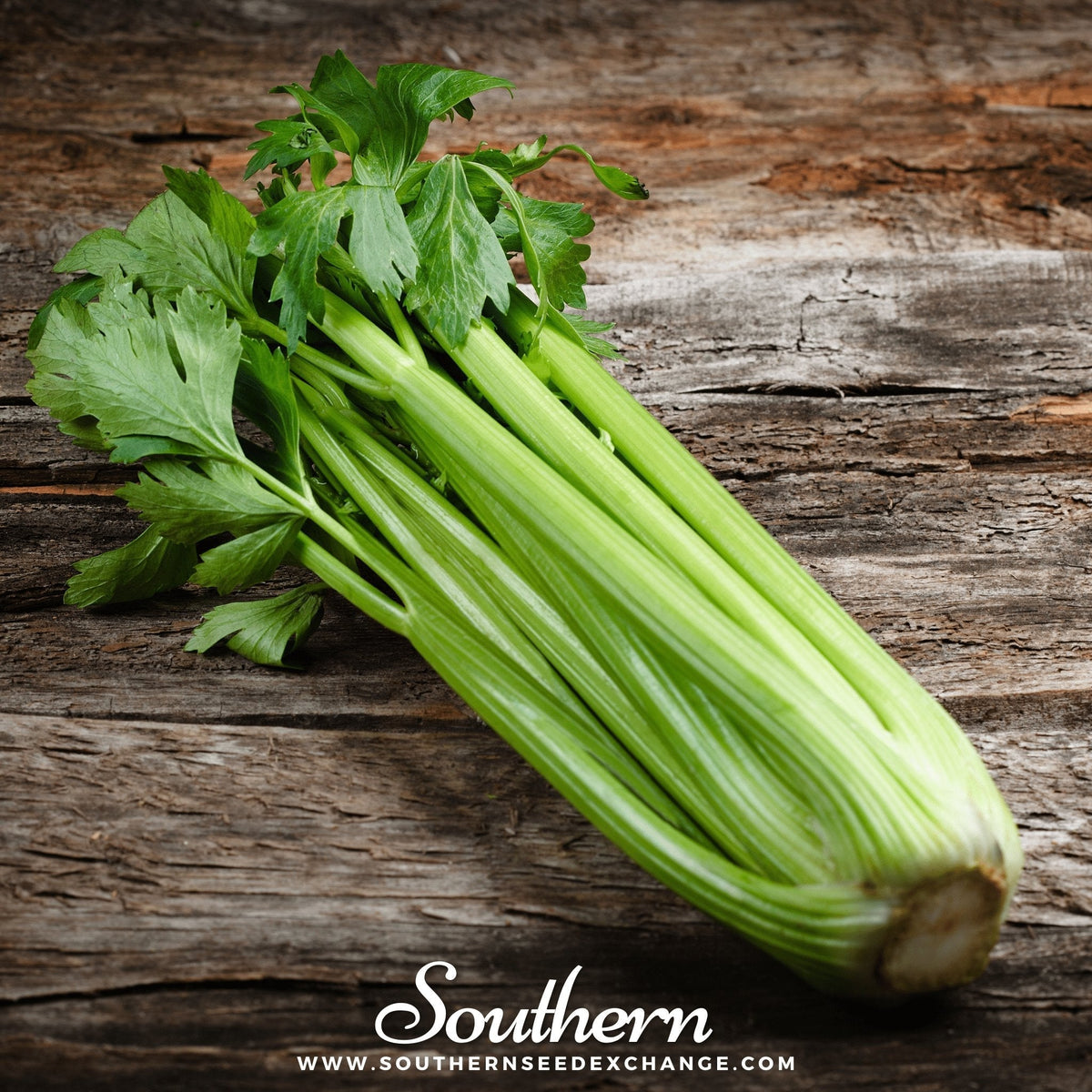 Utah 52-70 Celery Seeds - 300 Count - Organic Vegetable Seeds for Home Gardening - Apium graveolens
