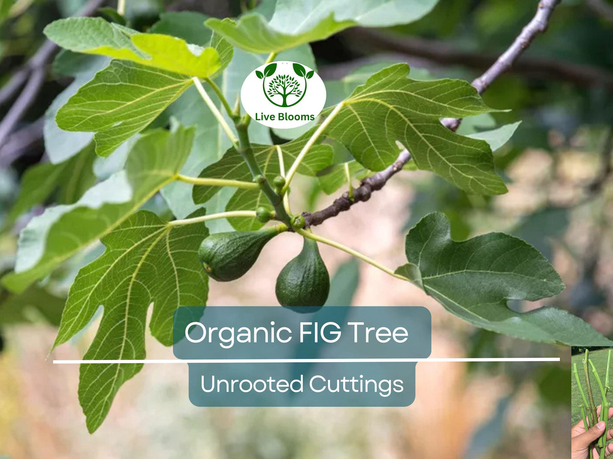 Organic Fig Tree Cuttings 8" - 5 Unrooted from Fruiting Tree - Ficus Carica - Perfect for Planting & Propagation
