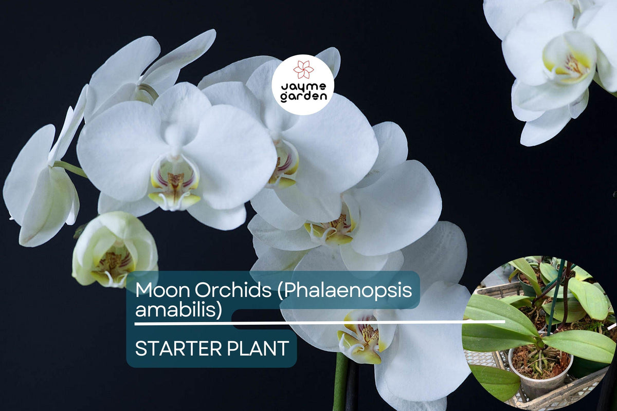 Moon Orchid Starter Plant - 12” Phalaenopsis amabilis - Elegant Indoor Flowering Plant with White Blooms & Yellow Lip