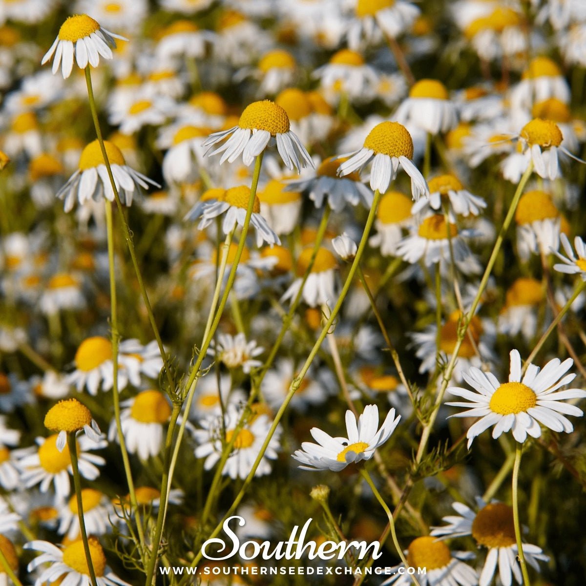 German Chamomile Seeds - 200 Count - Matricaria chamomilla - Herbal Tea, Aromatherapy, Medicinal Plant