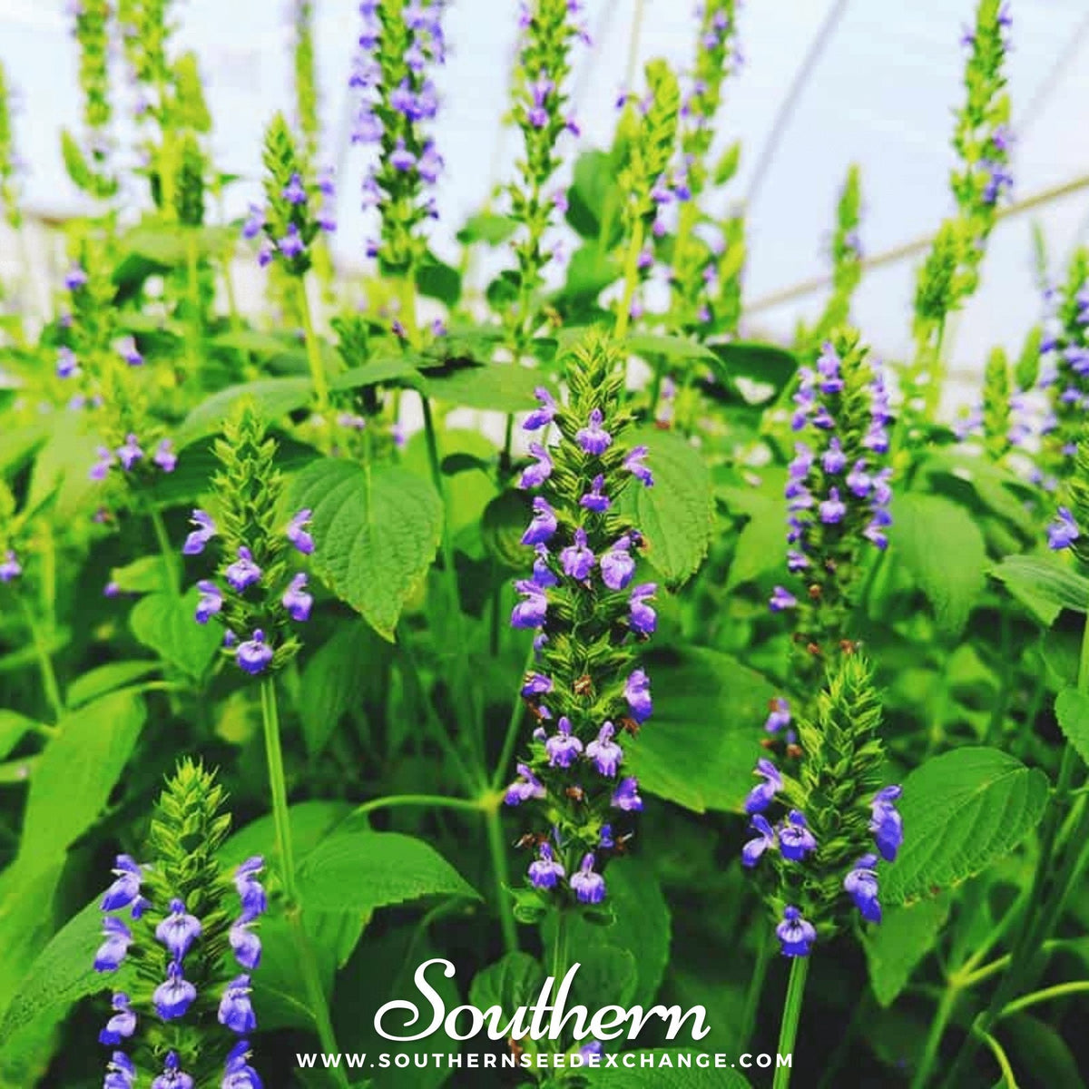 Chia Seeds - 250 Pack - Organic Salvia hispanica - Nutrient-Rich Superfood for Gardening and Health