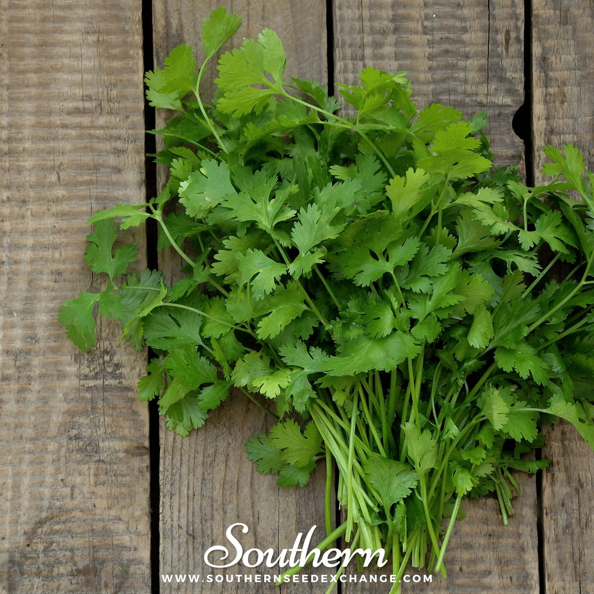 Calypso Cilantro Seeds - 100 Seeds - Coriandrum sativum - Fresh Culinary Herb for Cooking and Gardening