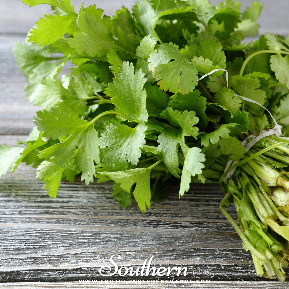 Santo Cilantro Seeds - 100 Pack - Coriandrum sativum - Fresh Culinary Herb for Cooking and Gardening