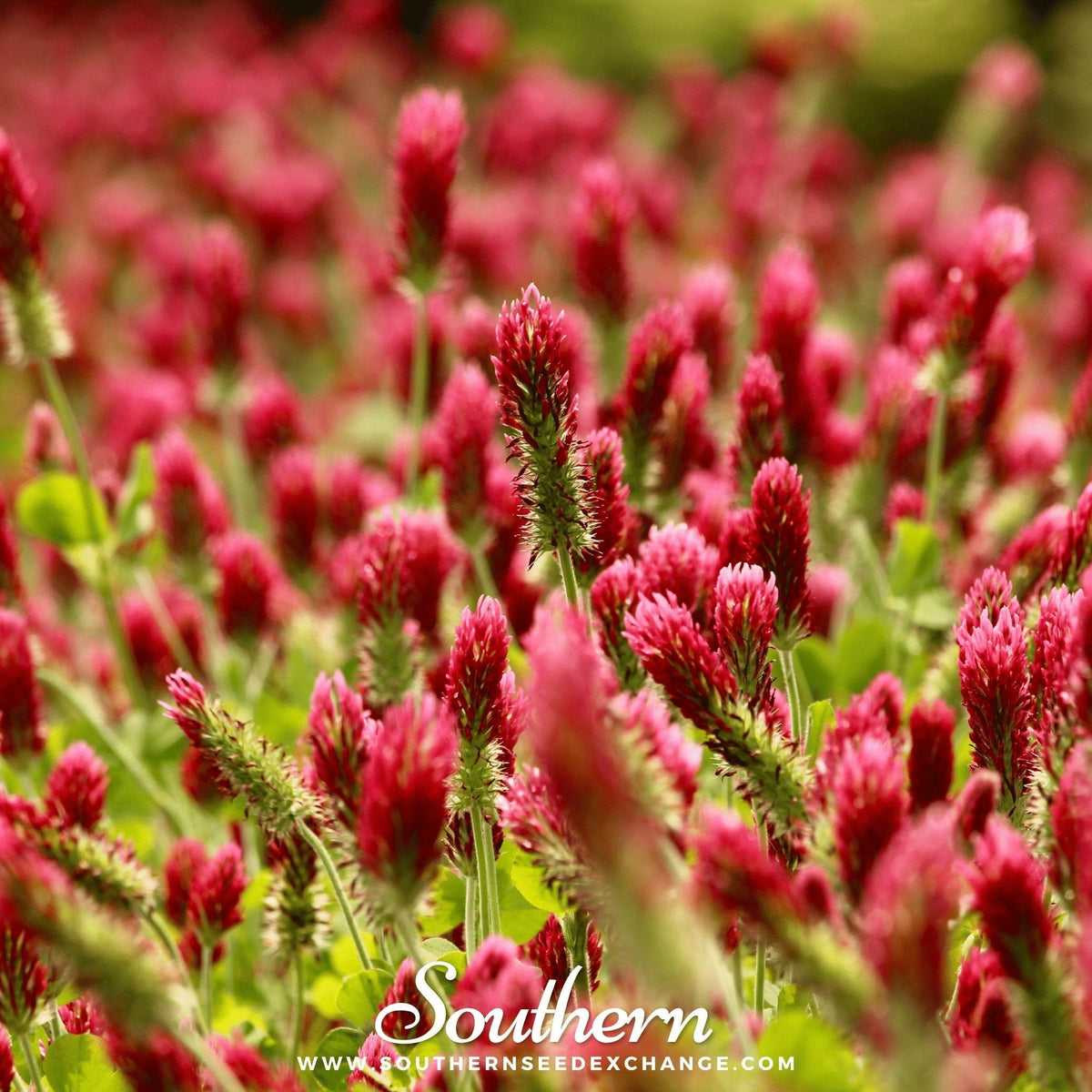 Crimson Clover Seeds - 1,000 Seeds - Trifolium incarnatum - Ideal for Ground Cover and Soil Improvement