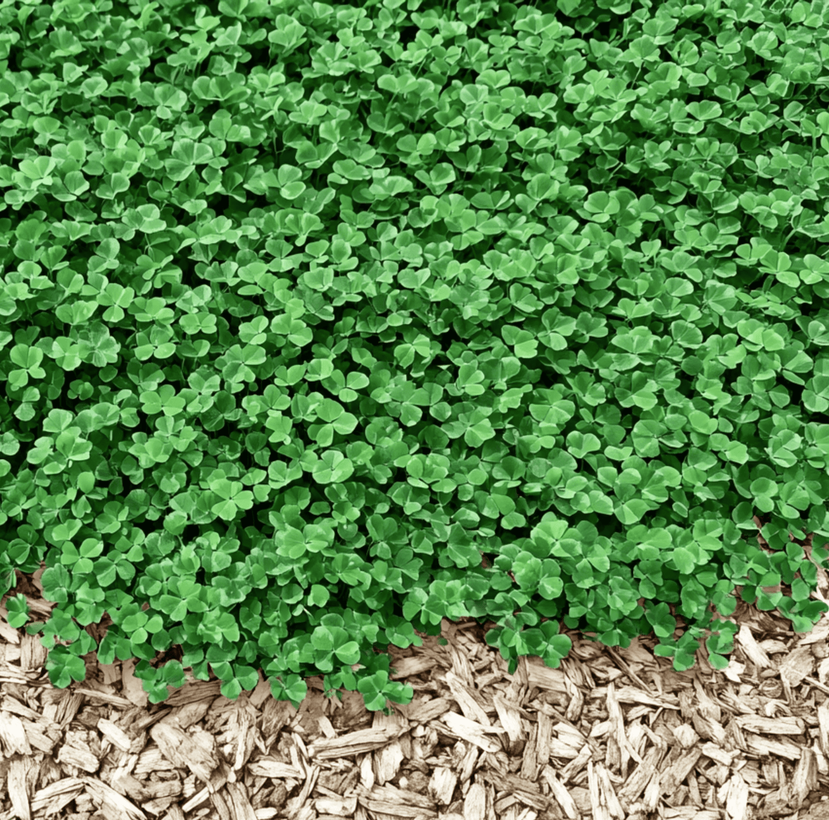 Micro Clover Seeds - Mini Size - 10,000 Seeds - Trifolium repens