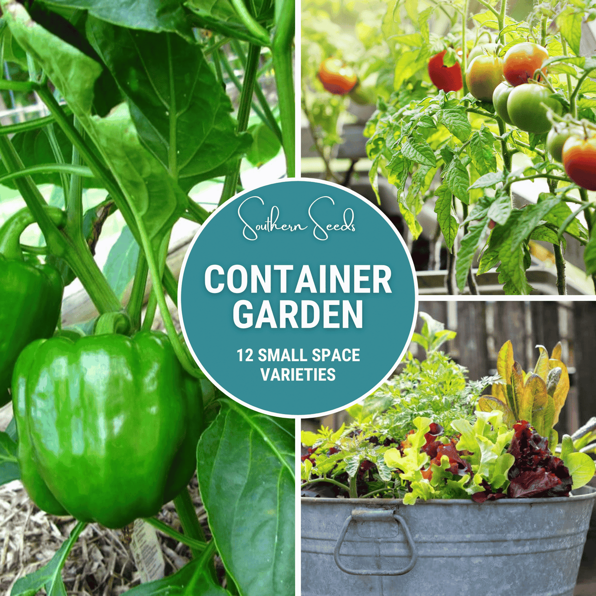Container Garden Seed Collection - 12 Varieties for Home Gardening - Vegetable & Herb Seeds - Perfect for Small Spaces