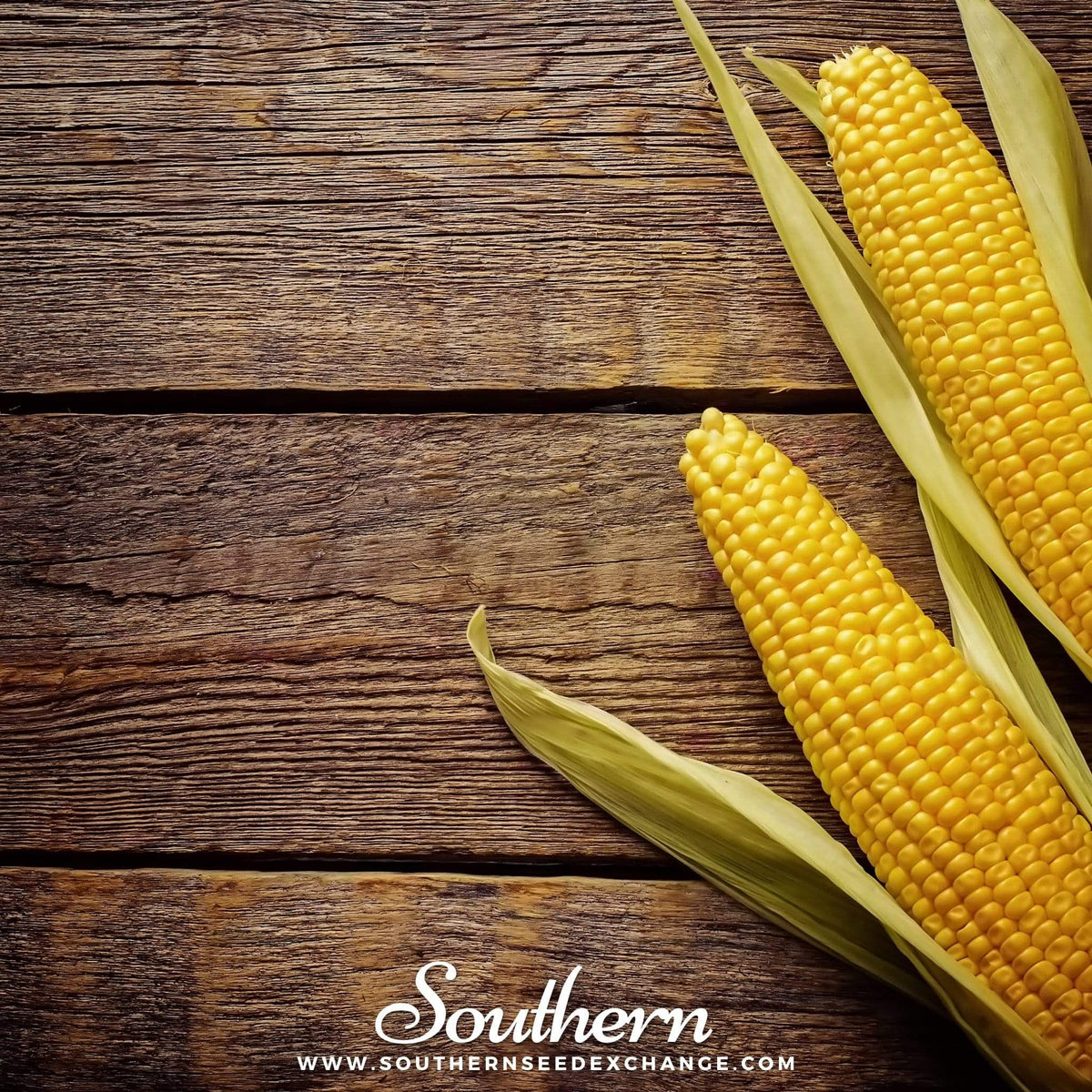 Bantam 12 Row Corn Seeds - 30 Pack - Sweet Corn Variety - Zea Mays