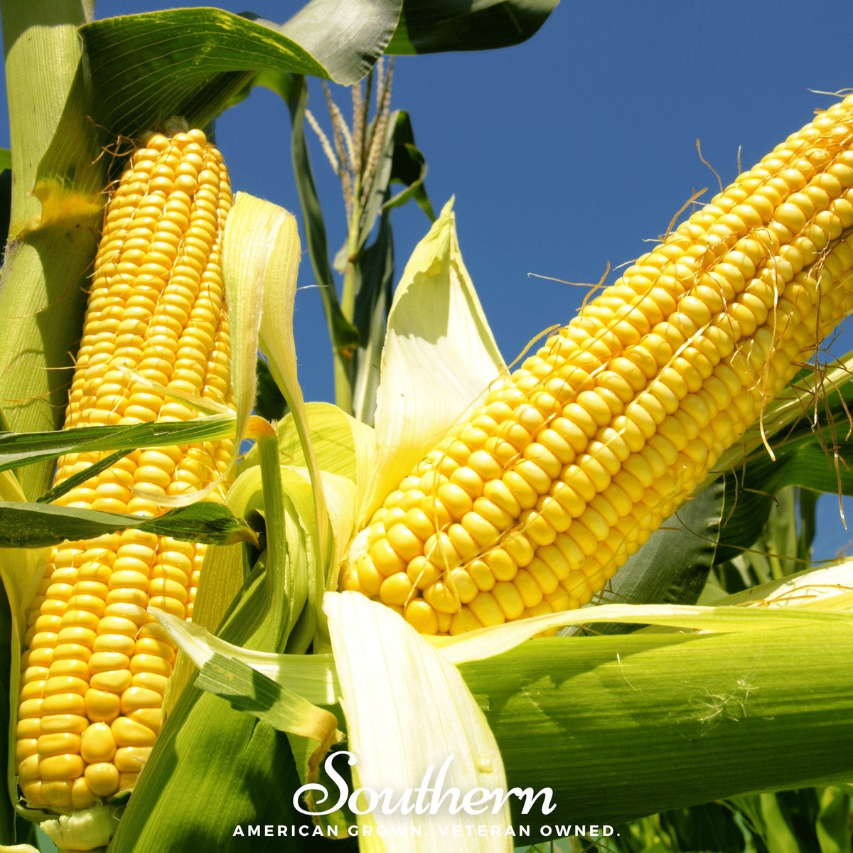 Bodacious Corn Seeds - 30 Pack - Sweet Corn Variety - Zea Mays Sweet Corn