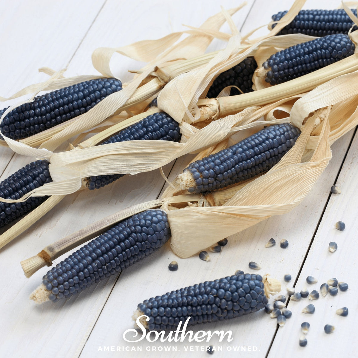 Hopi Blue Corn Seeds - 30 Count - Heirloom Variety - Zea Mays var. indentata