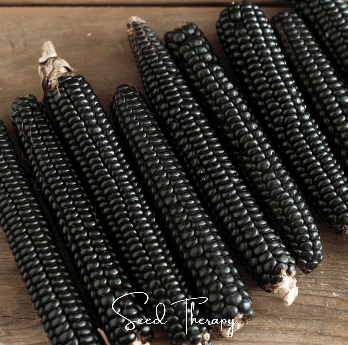 Morado Montana Maize Corn Seeds - 25 Pack - Heirloom Purple Corn Variety - Zea mays