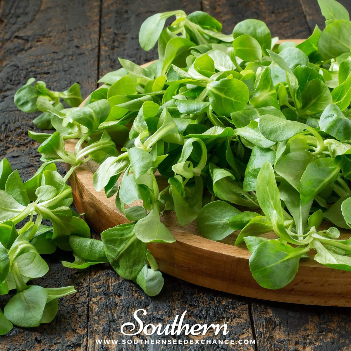 Corn Salad Seeds - 100 Count - Valerianella locusta - Fresh Salad Greens for Home Gardening