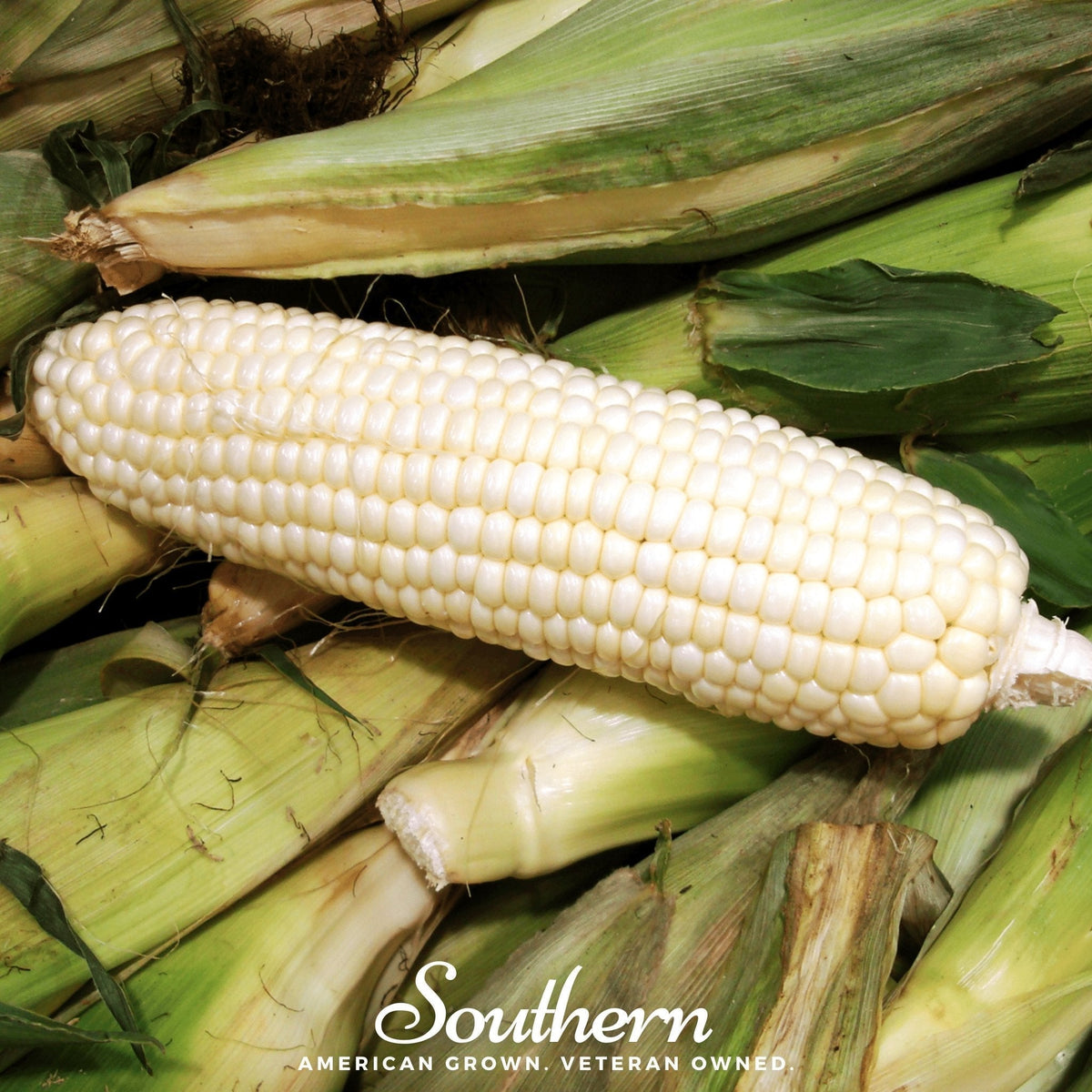 Stowells Evergreen Sweet Corn Seeds - 30 Pack - Heirloom Variety (Zea mays)