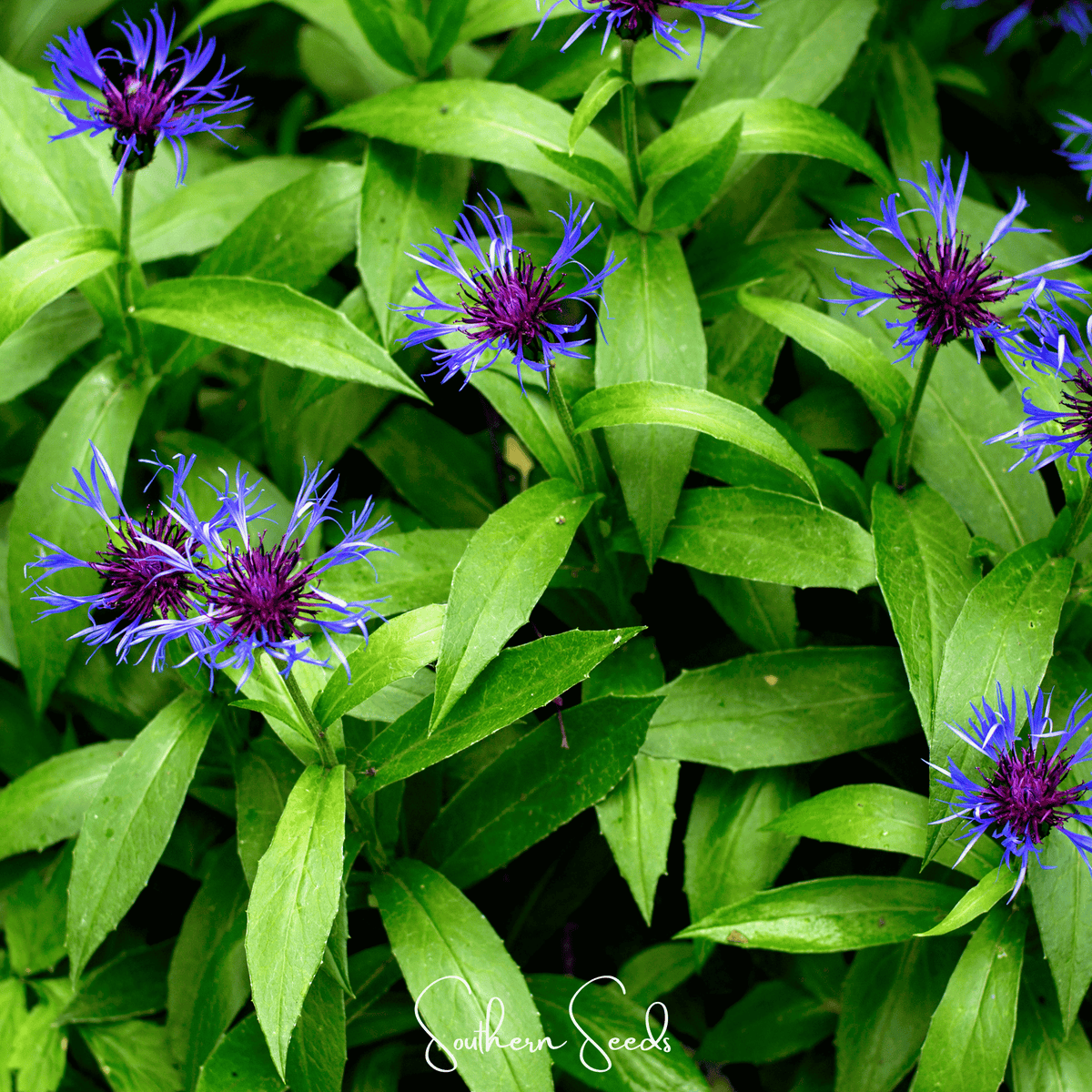 Montana Cornflower Seeds – 30 Pack – Centaurea montana – Drought-Resistant Blue Wildflower Seeds for Garden
