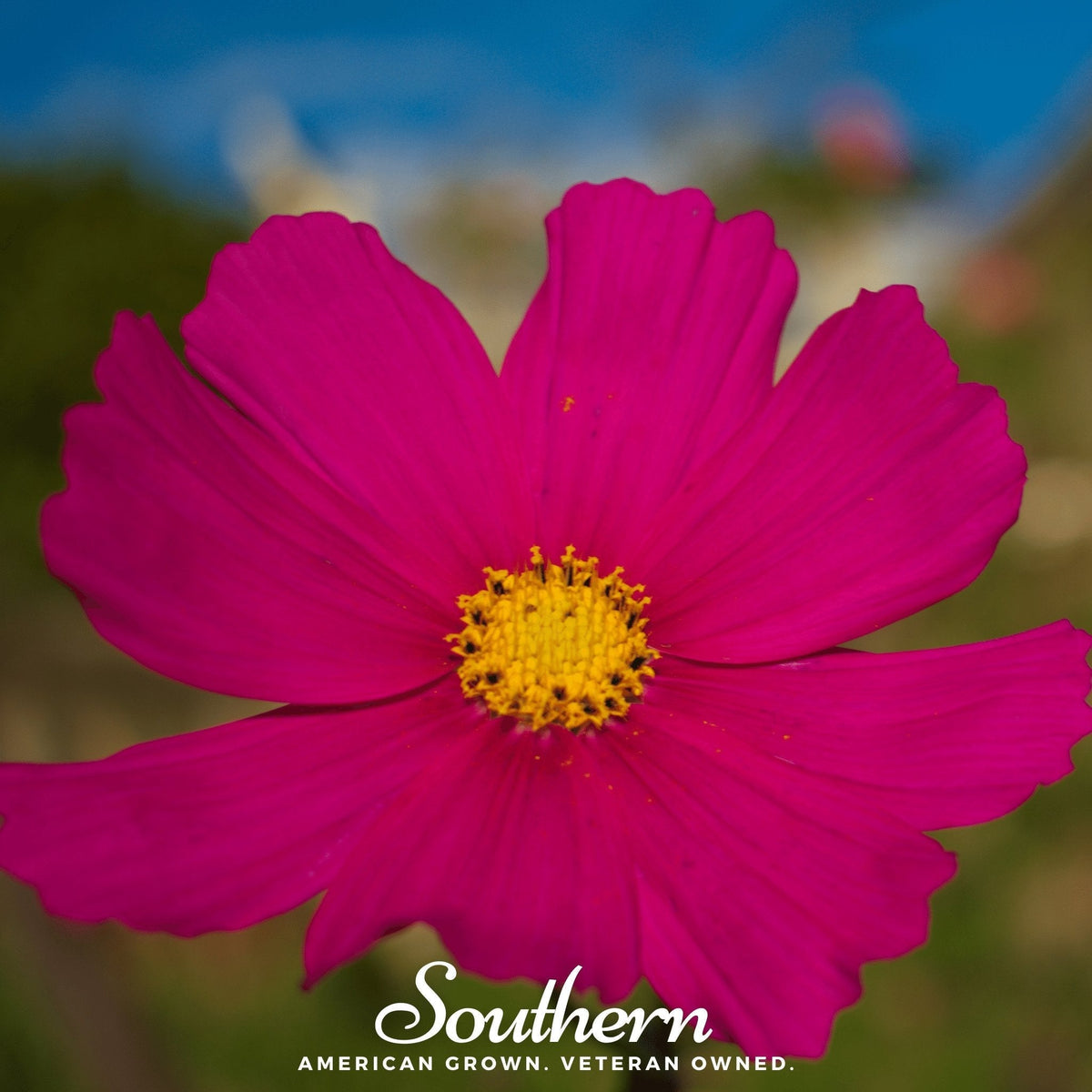 Dazzler Cosmos Seeds - 100 Pack - Colorful Flower Seeds - Cosmos bipinnatus