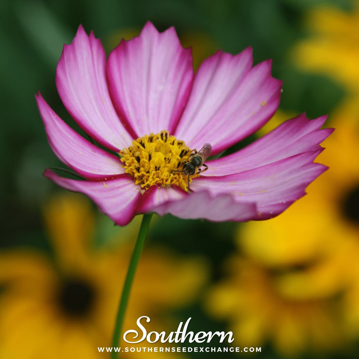 Picotee Cosmos Seeds - 100 Pack - Colorful Flowering Variety - Cosmos bipinnatus