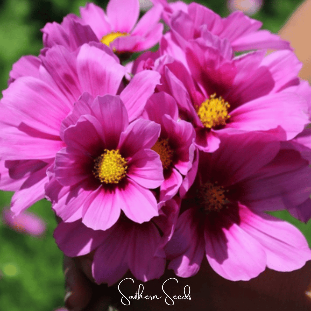 Radiance Cosmos Seeds - 100 Count - Bright Colorful Flowers - Cosmos bipinnatus