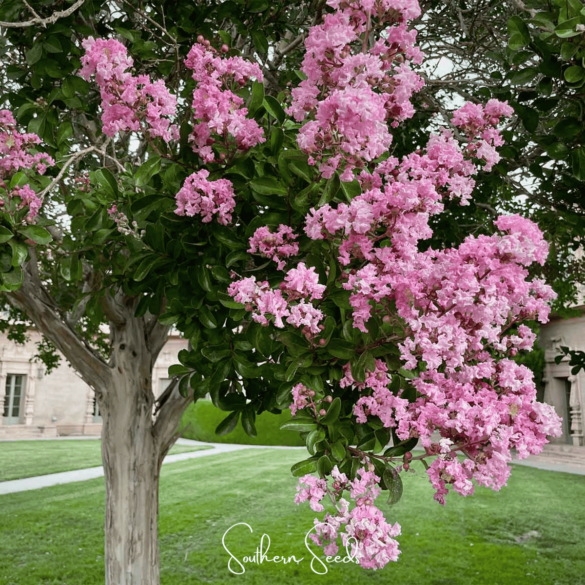 Crape Myrtle Seeds - 50 Count - Lagerstroemia Indica - Vibrant Flowering Shrub Seeds for Garden or Landscape