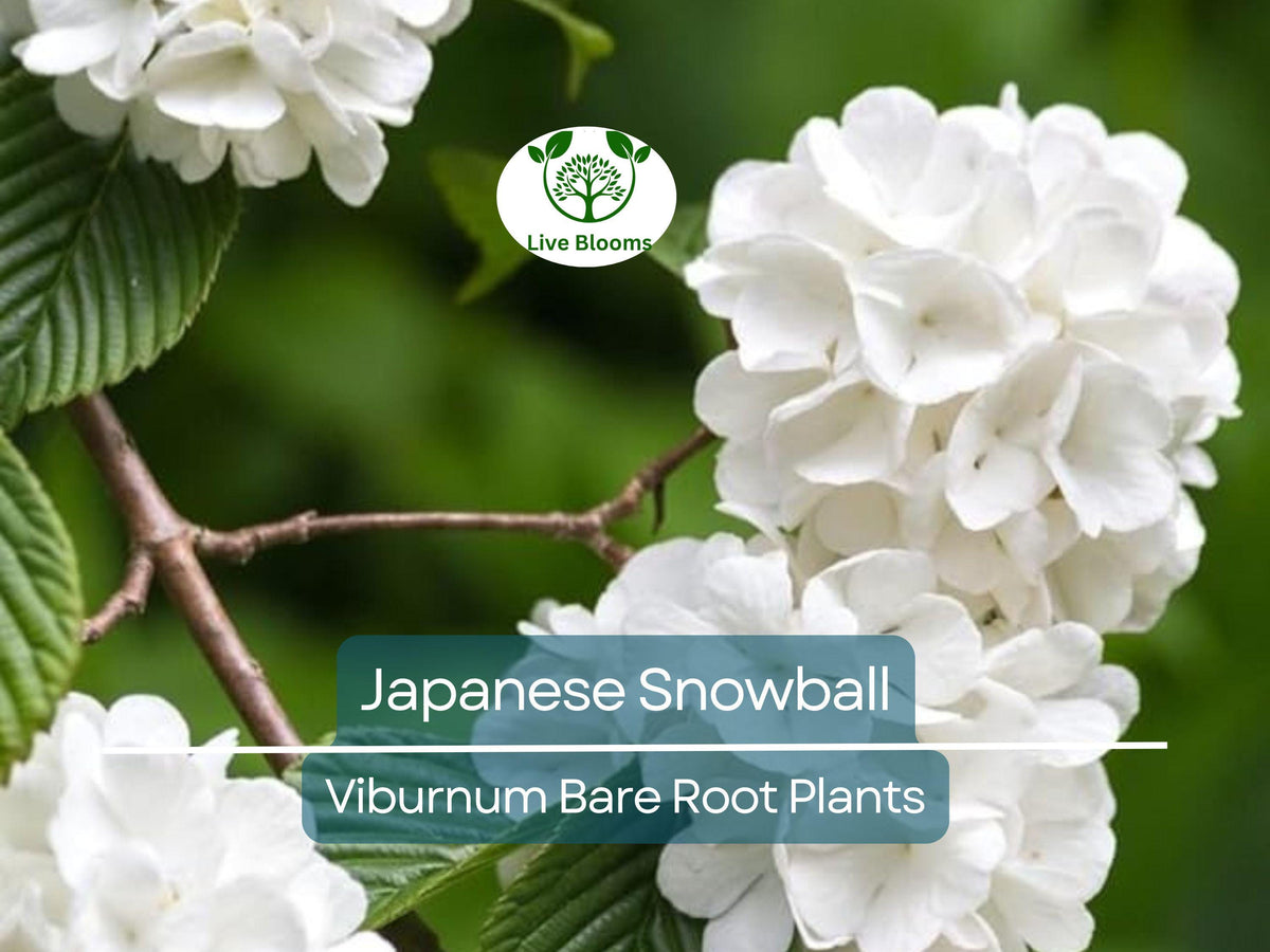 3 Bare Root Japanese Snowball Viburnum Shrubs - Viburnum Plicatum - 12-18" Live Plants with White Flowers for Gardens