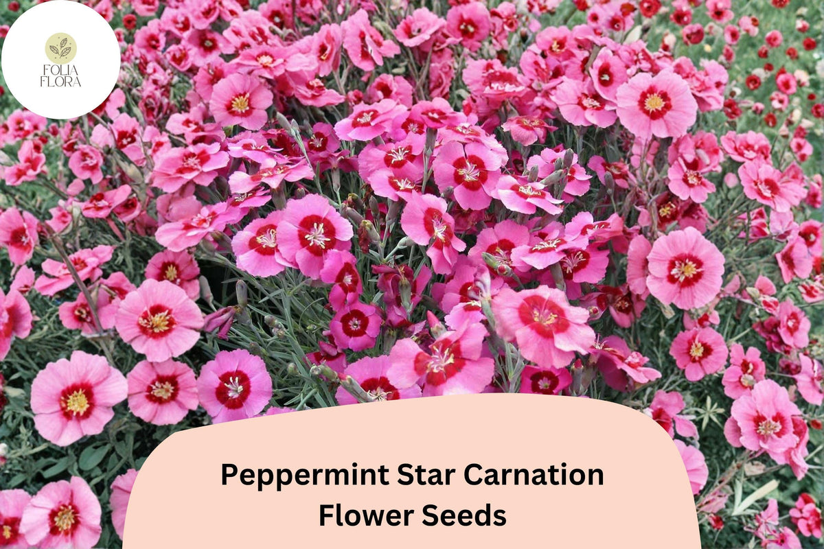 200+ Peppermint Star Carnation Seeds | Pink & Red Blooms | Dianthus caryophyllus | Garden Planting Seeds for Vibrant Displays