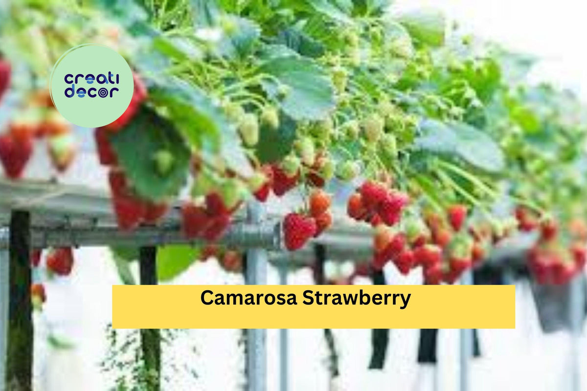 Camarosa Strawberry Plants Set of 10 Bare Root NON-GMO Fragaria × ananassa for Home Garden & Fruit Harvest