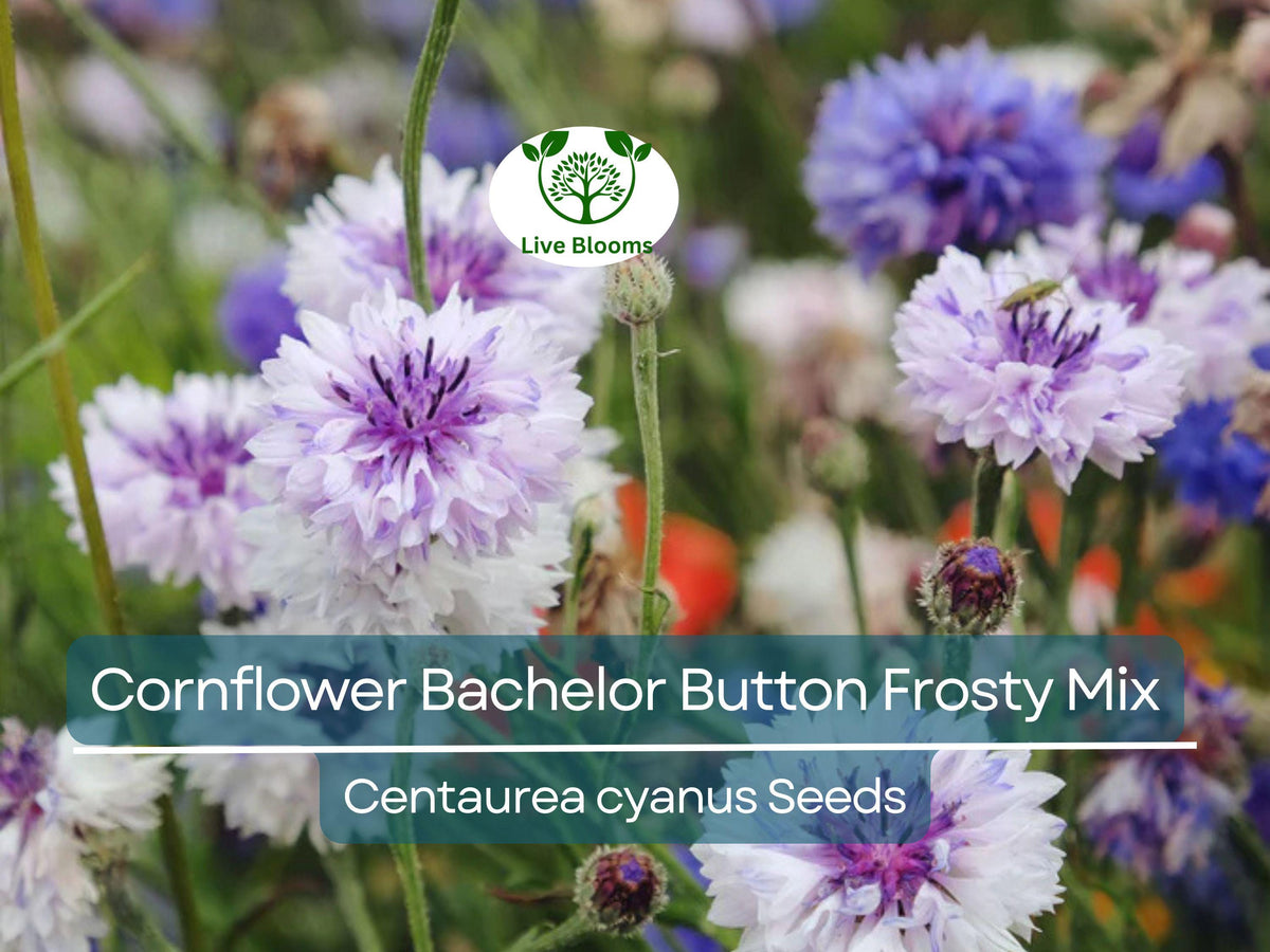200 Seeds Cornflower Bachelor Button Frosty Mix, Heirloom Non-GMO Wildflower, Blue & White Flowers, Centaurea cyanus