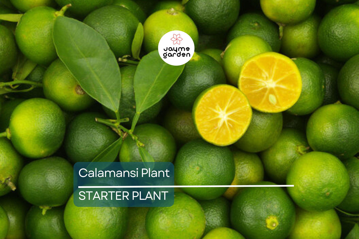 Live Calamansi Plant Tree Seedling 8-12 inches | Citrus Microcarpa | Indoor & Outdoor Tropical Fruit Plant
