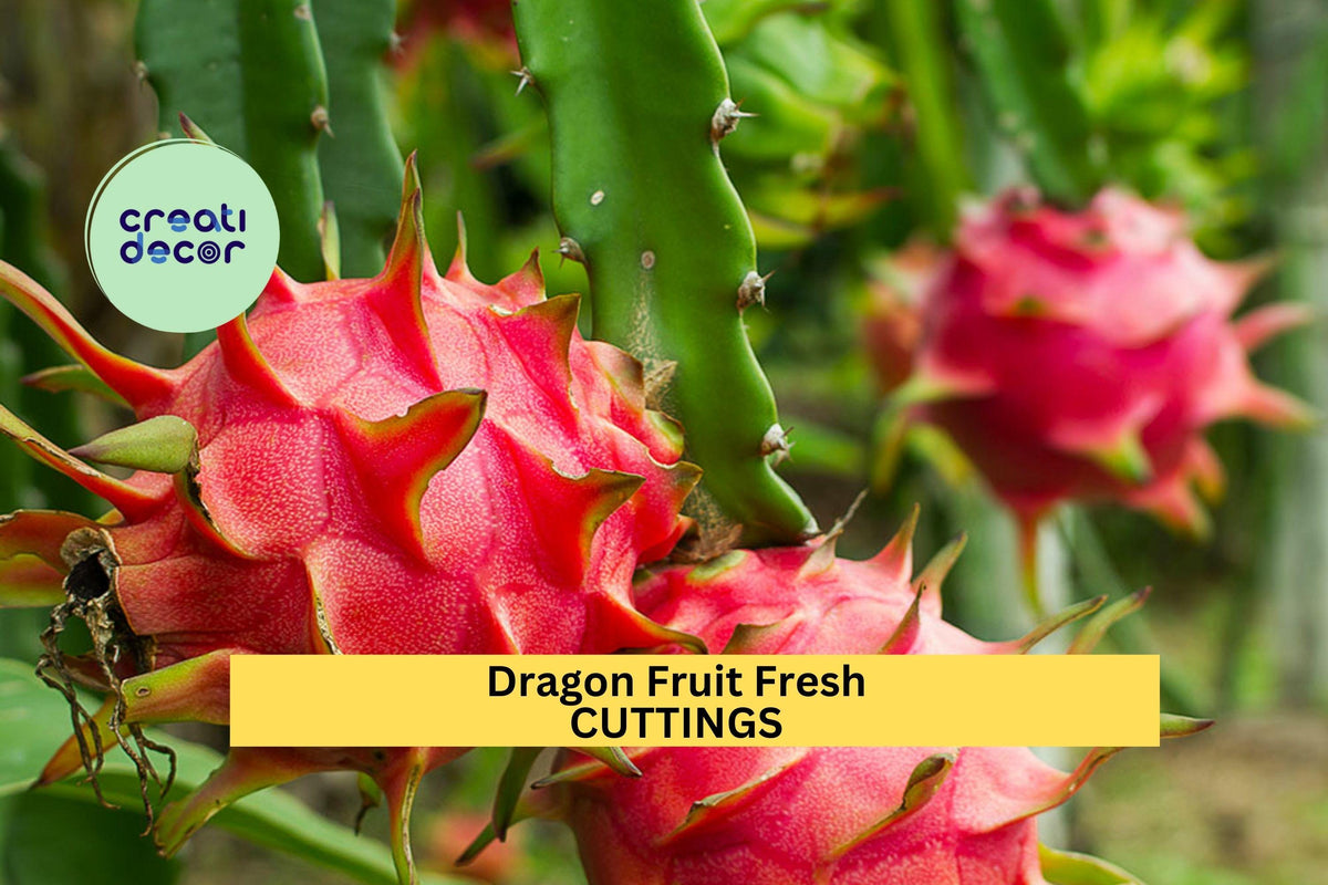 3 Unrooted American Beauty Dragon Fruit Cuttings – Hylocereus guatemalensis, Red Flesh, Self-Pollinating, Ideal for Trellises or Pots