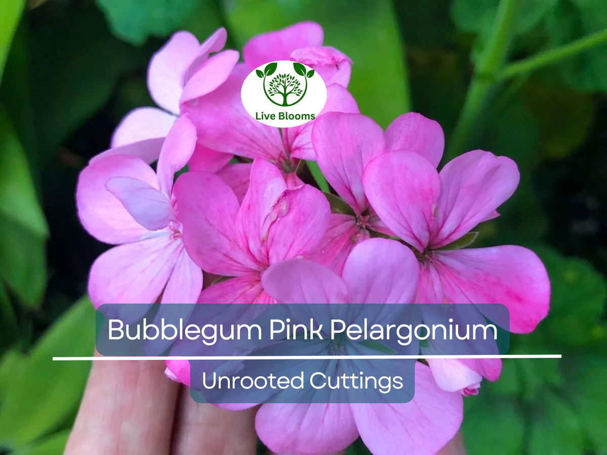 4 Unrooted Cuttings Bubblegum Pink Pelargonium Zonal Geraniums - Fresh Live Plants for Garden, Baskets & Containers