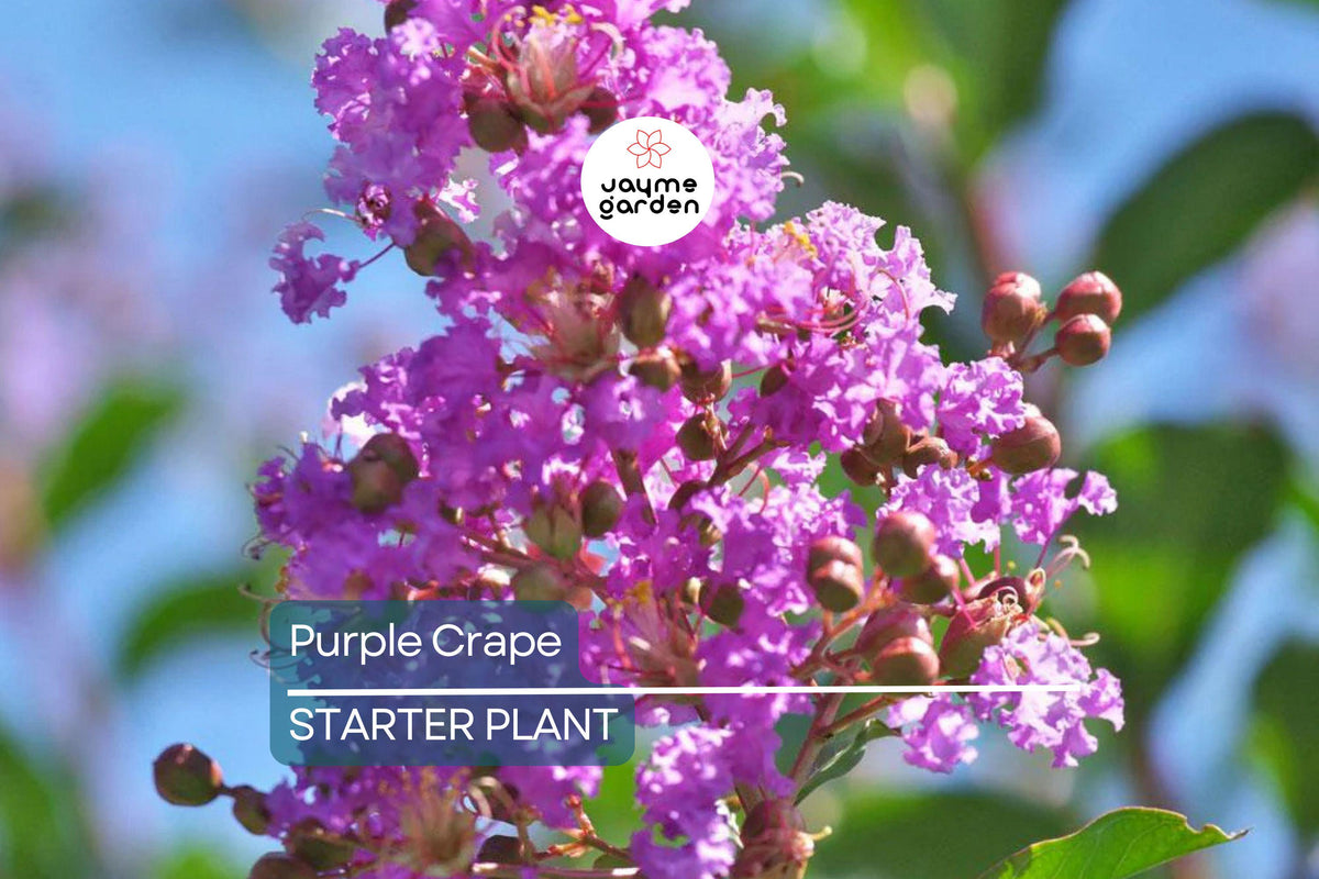 LIVE Purple Crape Myrtle Trees 2+ft - Lagerstroemia indica - Fast-Growing Deciduous Garden Plants for Full Sun - Bare Root