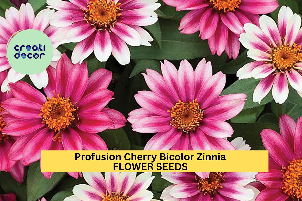 Profusion Cherry Bicolor Zinnia Seeds - 100+ Seeds - Compact Annual Blooms - Zinnia elegans × Zinnia angustifolia - Pollinator Friendly