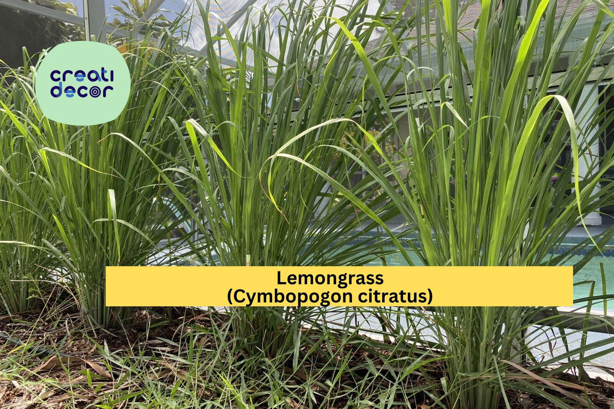 Lemongrass Live Plants - 3 Fully Rooted Stalks - Organic Cymbopogon citratus for Culinary & Garden Use