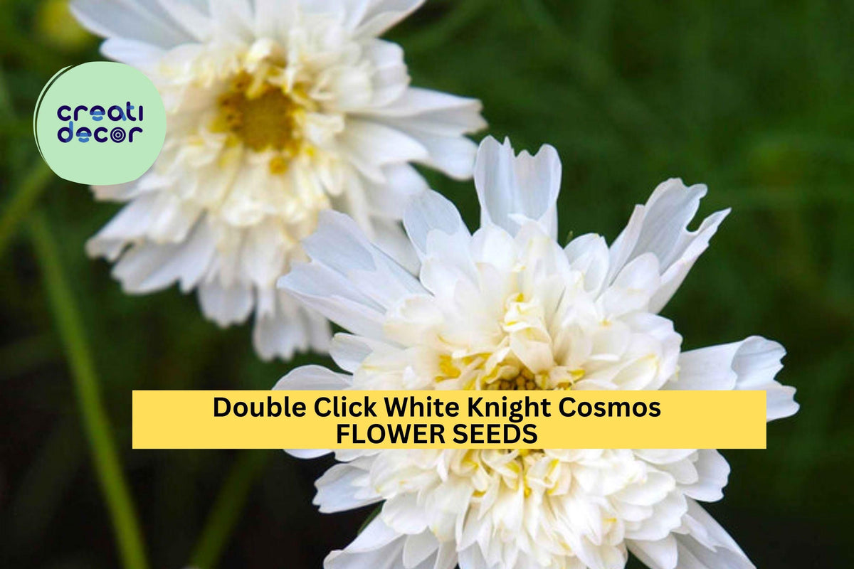 200+ Cosmos Seeds - Double Click White Knight - Frilly White Blooms - Cosmos bipinnatus - Easy to Grow Annual for Gardens & Cut Flowers