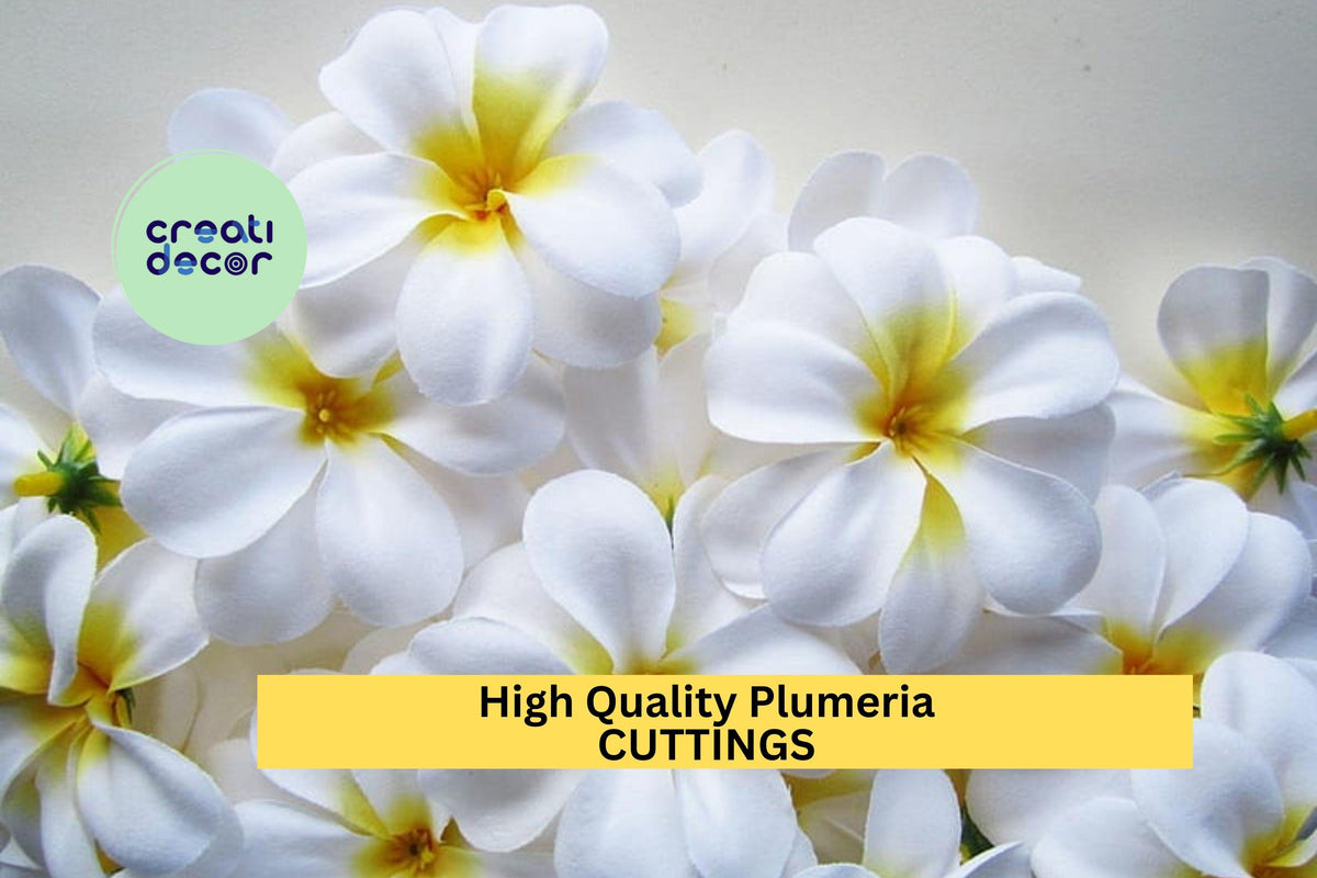 Plumeria Cuttings 8–12" White Fragrant Flowers Plumeria spp. Unrooted Tropical Garden Plants for Propagation