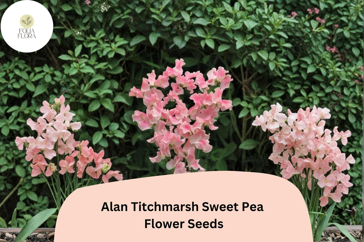 50+ Sweet Pea Seeds - Salmon-Pink Heirloom Climbing Flowers - Lathyrus odoratus ‘Alan Titchmarsh’ for Garden & Arches