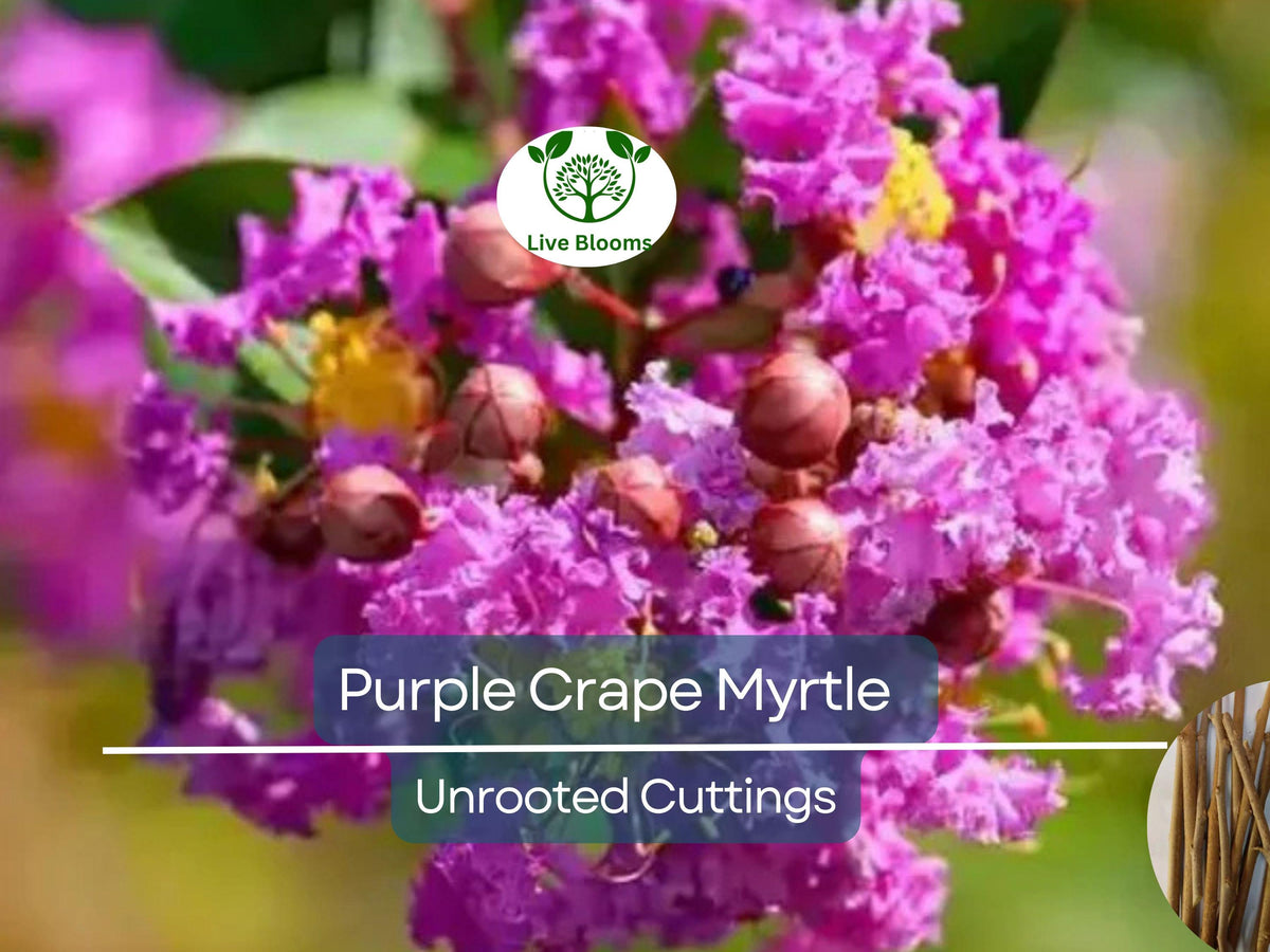 8 Unrooted Crape Myrtle Cuttings 6-8" Light Purple Lagerstroemia indica - Easy to Grow, Perfect for Garden, Attracts Pollinators
