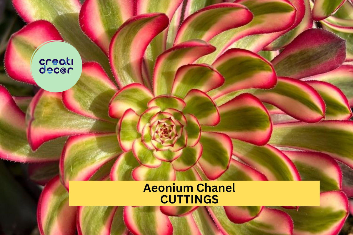 Aeonium 'Chanel' Succulent Cutting | 2.5" Rosette | Rare Hybrid | Unrooted Starter Plant for Propagation | Aeonium hybrid