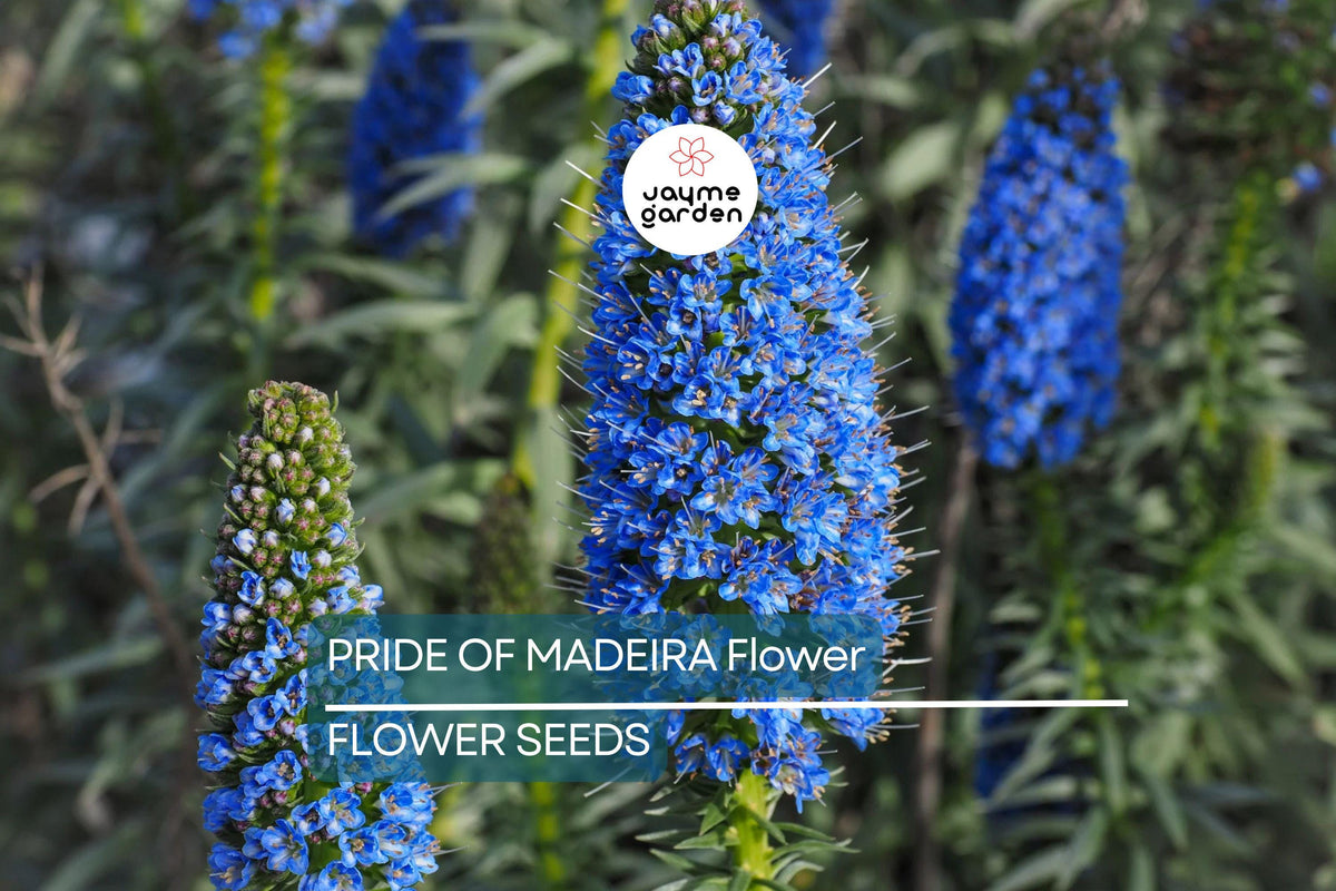 20 Pride of Madeira Seeds - Fast Growing Blue Tower of Jewels, Pollinator Friendly, Echium fastuosum, Coastal Garden Plant