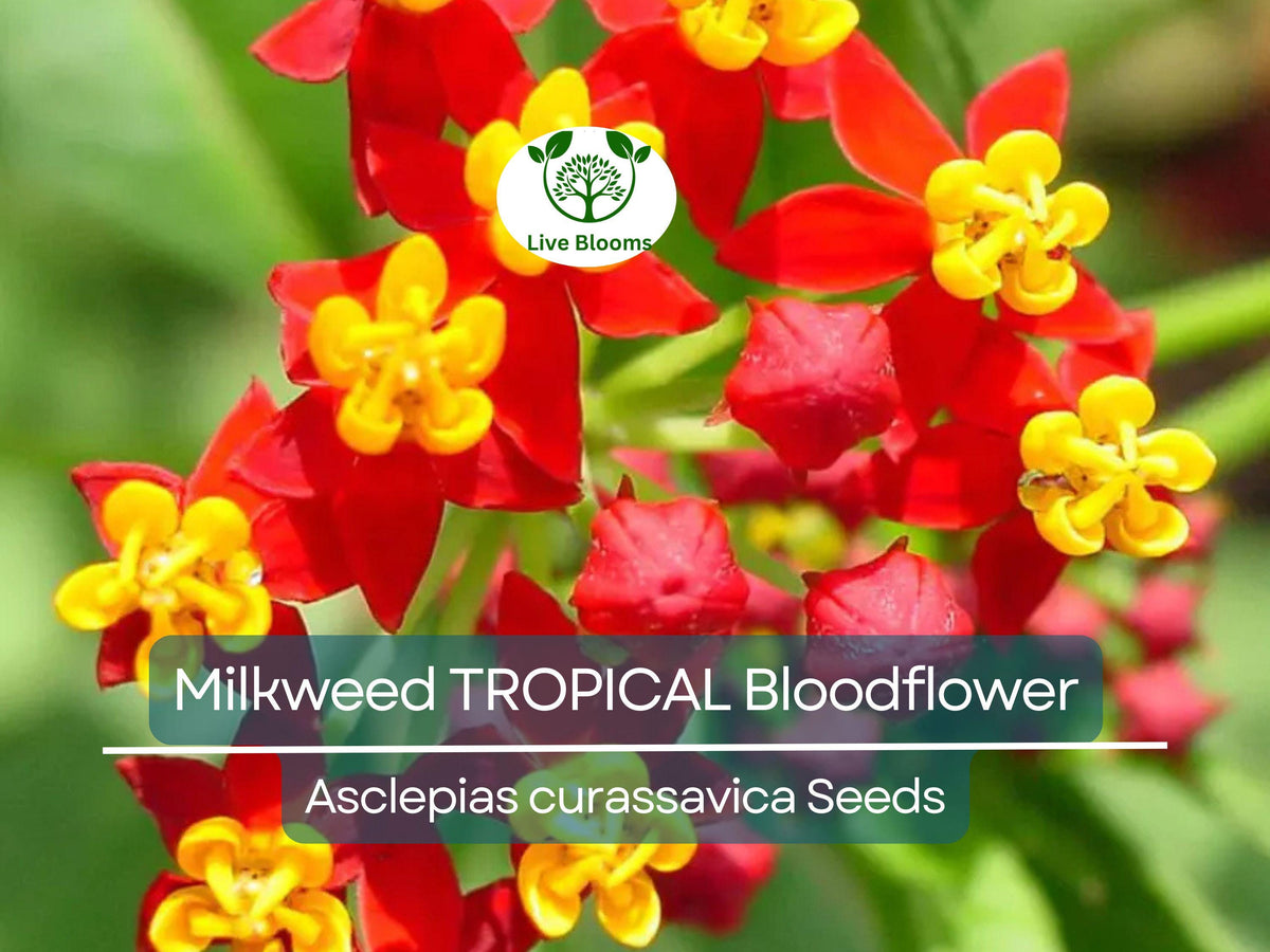 100 Seeds Tropical Bloodflower Milkweed, Asclepias curassavica, Monarch Butterfly Host, Non-GMO, Vibrant Pollinator Plant