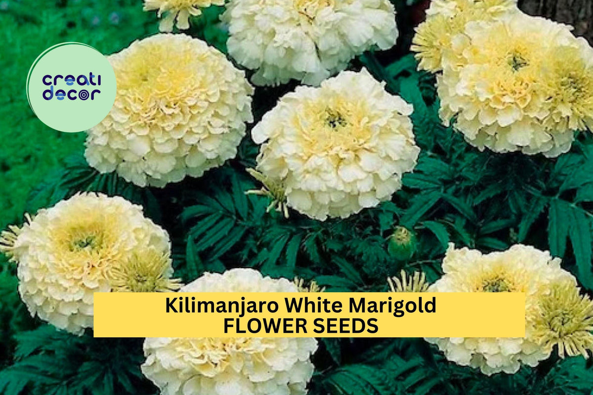 Kilimanjaro White Marigold Seeds - 25+ Creamy White Heirloom Seeds for Garden Planting - Tagetes erecta