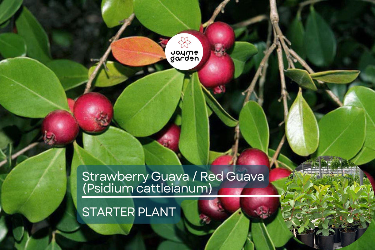 Red Guava Tree Starter 12”-24” - Tropical Fruit Plant (Psidium guajava) - Sweet, Nutrient-Rich Guava for Gardens & Smoothies