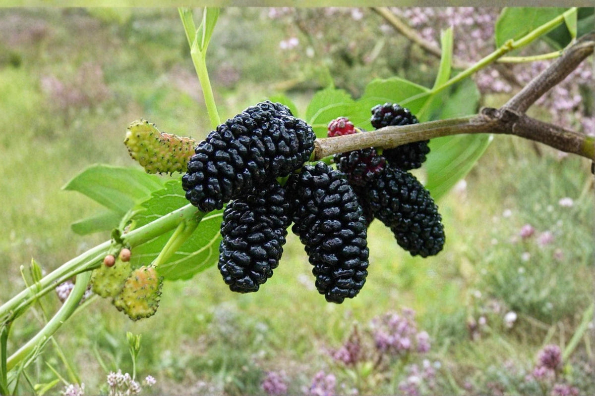 Black Mulberry Trees - 2 Live Plants 1-2 ft Tall - Sweet Fruit Tree - Morus nigra - Deciduous Orchard & Garden Plant