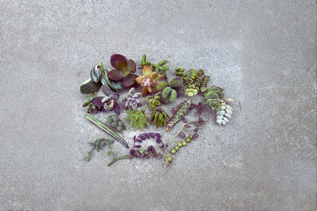 Assorted Succulent Cuttings Pack - 25 Unrooted Varieties for Propagation - Mixed Genera - Drought-Tolerant Indoor Plants