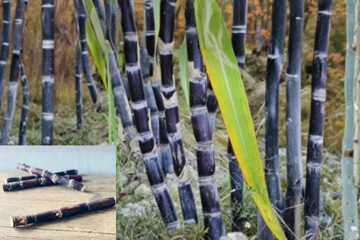 Purple Sugarcane Stalk 10 Inch Fresh Saccharum officinarum with Growth Nodes - Tropical Grass for Planting or Display