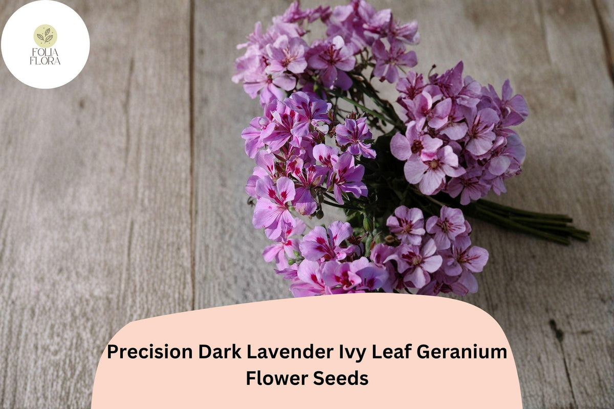 25+ Ivy Leaf Geranium Seeds | Dark Lavender Blooms | Pelargonium peltatum ‘Precision Dark Lavender’ | Ideal for Hanging Baskets