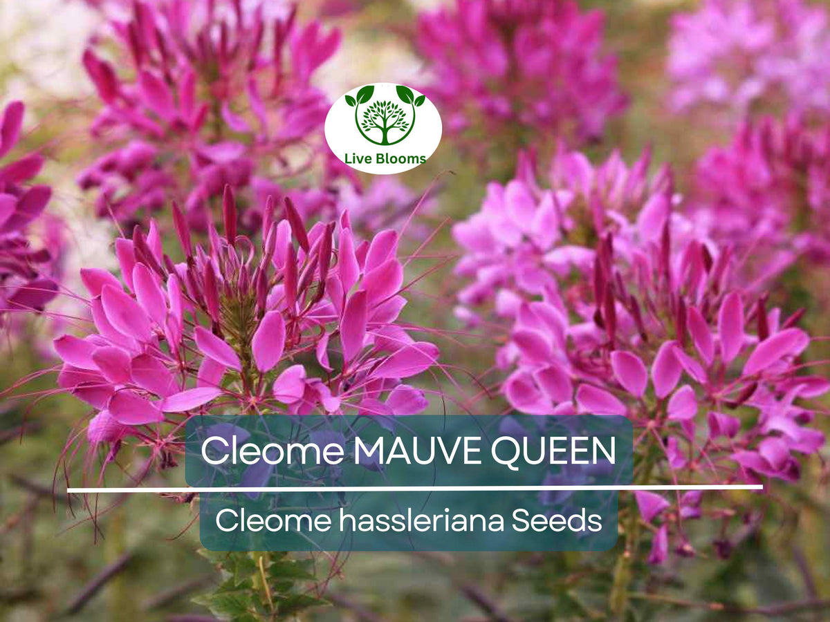 200 Non-GMO Seeds Cleome MAUVE QUEEN Spider Plant, Pollinator-Friendly, Cleome hassleriana, Vibrant Flowers