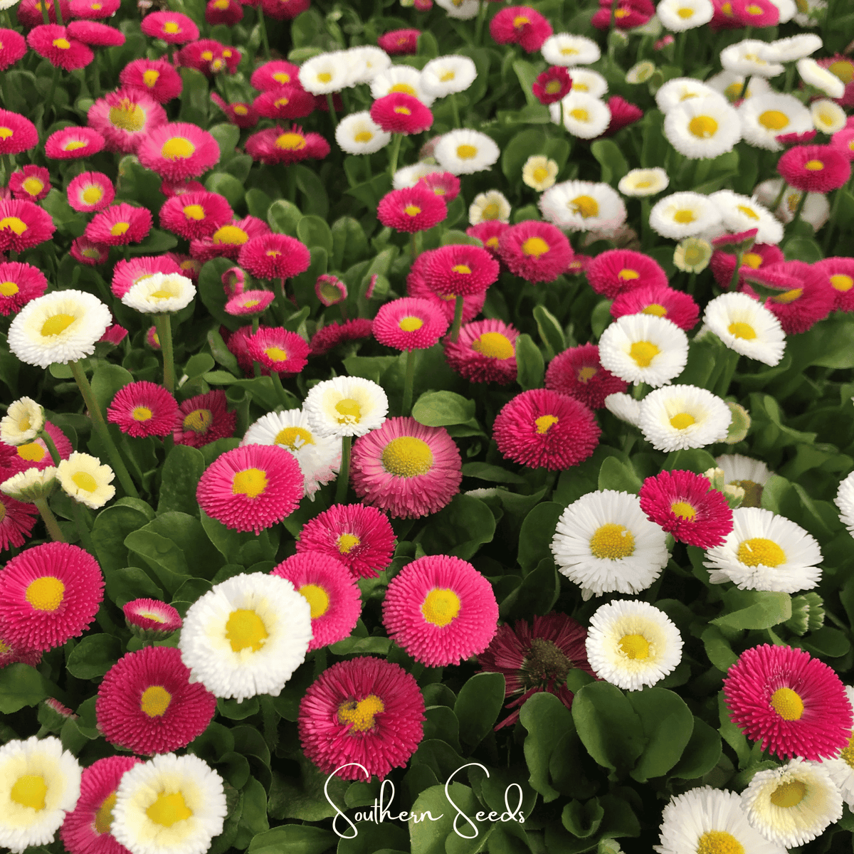 English Daisy Seeds Mix - Super Enorma Variety - 100 Seeds - Bellis perennis